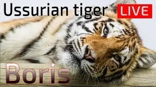Tiger and Black Jaguar and White tiger cam. Zoo Live camera.
