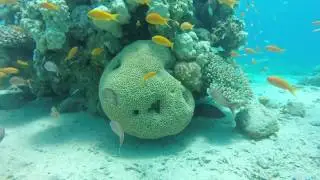 Israel Eilat Red sea coral reef freediving and snorkeling 08-07-2017