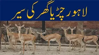 Visit to Lahore zoo 2020 || لاہور چڑیا گھر کی سیر ||