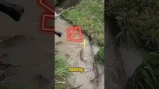 Lihat guys Mancing ikan di Parit kecil Banyak ikan ‼️ #shorts #fishing #mancing