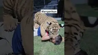 AWAL MULA KEMATIAN BOCAH DIMAKAN HARIMAU#sohrts