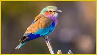 Flight, Color, and Beauty: The Lilac-breasted Roller