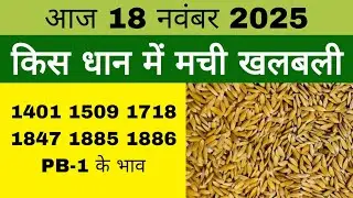 धान का भाव आज 🔴18 नवंबर 2025 | 1509,1121, बासमती | Dhaan Rate Today | Agri Commodity Price