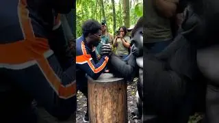I Arm Wrestled A Gorilla & He Became a Sore Loser..