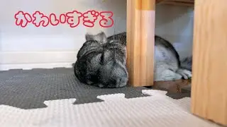 チンチラの寝てる動画を集めたら可愛すぎた