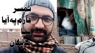 Humsar farm pe aya Naya Mahmaan(guest) #rabbit  #newzealandwhiterabbit  #angorarabbit