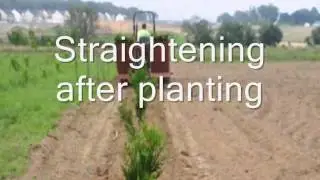 Best Time For Tree Transplanting