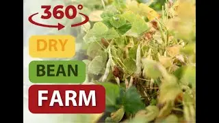 360 Dry bean