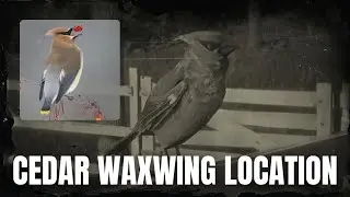 RDR2 Cedar Waxwing Location | Animal Locations