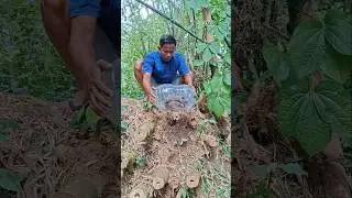 Wow, that's huge.😱 #nature #shortsvideo #fypシ #animals