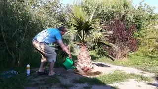 Washingtonia filibusta 18-07-2020 Czas na witaminki