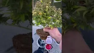 Margarita roots 🌱🧨 Dynomyco 🧨