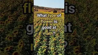 What type of flower is good at math? | Joke #funny #jokes #dadjokes