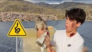 Rescatando CONEJOS de efectos trampas!!🐰🐰