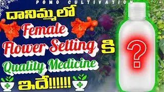 This is the Quality Medicine for Female Flower Setting in Pomegranate!!!!!!