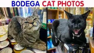 56 Cute Photos Of Bodega Cats That Feel Like Masters Of The Shops