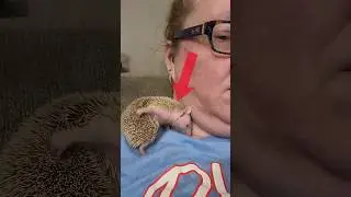 🤯Никогда не рассказывайте этот факт о ежах 🤫 #facts #хочуфакты #shortfacts