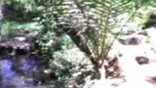 Paracuaro 