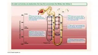 Loop of Henle Countercurrent Multiplier