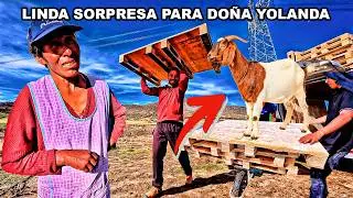 &iexcl;NO CREER&Aacute;S LO QUE HICIMOS! 30m2 de Palets para corral de CABRAS | Do&ntilde;a Yolanda 