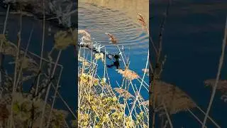 Little Grebe In Breeding Plumage Runs On Water | RSPB St Aidan&rsquo;s #birds #avian #nature