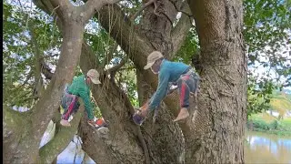 Спиливание огромного, разросшегося баньянового дерева, упавшего в реку, с помощью технической пил...