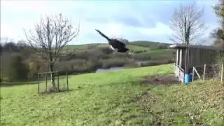 Magpie Lure