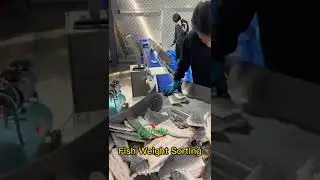 Frozen meat fish weight sorting machine #fish #meat #fishprocessing #equipment #machine #weighing