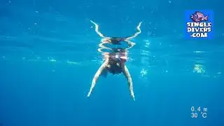 SingleDivers.com Whaleshark and Ray