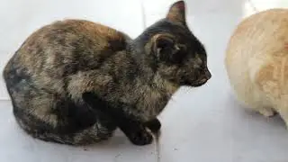 The Stray Cats of Greece