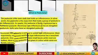 Difference between Pedicel and Peduncle || class 11