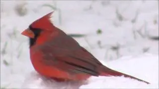 Northern Cardinal and Snow