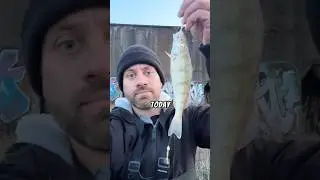 Winter perch fishing in Chicago 🎣 #fishing #fishinglife #fishingvideos #chicago #perch