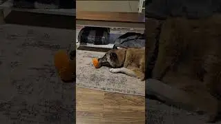 one happy boy #toys #dogmom #squeaker #shorts #Akita #germanshepherd