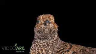 A female Colorado dusky &lsquo;blue&rsquo; grouse (Dendragapus obscurus obscurus) at Grouse Park Waterfowl.