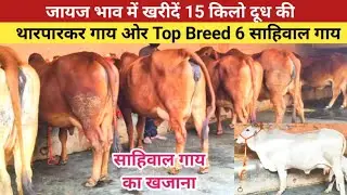 जायज भाव में खरीदें 15 किलो दूध की , थारपारकर गाय ओर , 6 साहिवाल गाय  , Prakash Dairy Farm Karnal ,