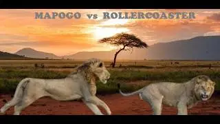 Mapogo Lions | The Chase for their Half-Brother, the Last Rollercoaster Male (Sabi Sand)