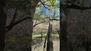 Cherry blossom in Trinity Bellwoods Park