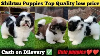 Cheapest Dog Puppies Shih Tzu for sale | Home delivery Available 