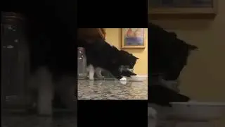 The Cat astrophe of Gravity: Watch This Kitty test the Laws of Physics #shorts #cat