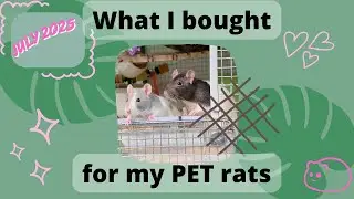 What i bought for my PET rats july 2025