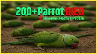 Conspiracy or Mistake | 200+ Parrot Died | Food Poisoning  #wildlife