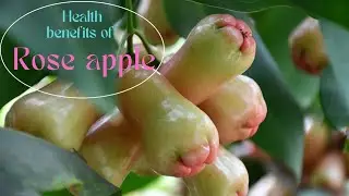 Rose Apple health benefits in English/ Benefits of eating Rose apple/ Richa Food & Nutrition