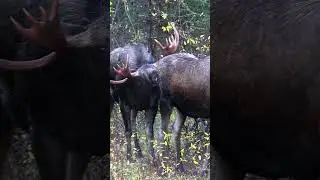 Huge Bull Moose Courts Cow During the Rut