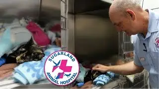 CAT BITTEN BY A BROWN SNAKE