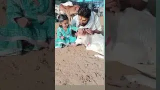 Cow Hug Day #Cow #Gaumata #gauseva #cows