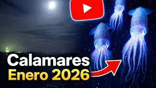 Calamares Enero 2026