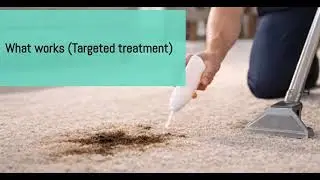 Pet Stains & Odour Removal in Calgary: What Works (and What Doesn&rsquo;t)