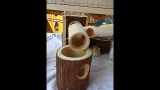 Mongolische Rennmaus