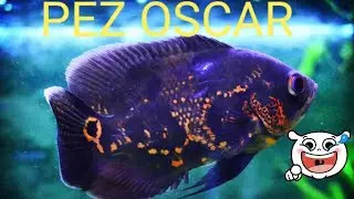PEZ OSCAR: TODO LO QUE NO SABIAS